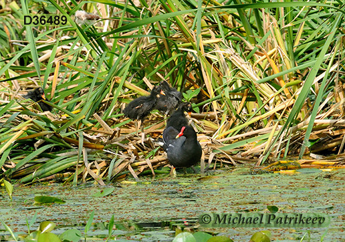 Common Gallinule (Gallinula galeata)